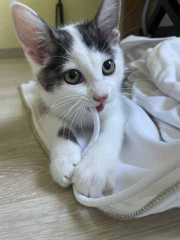 Kitten sucht ein neues Zuhause.