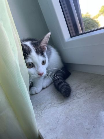Kitten sucht ein neues Zuhause.