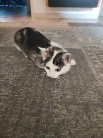 Kitten sucht ein neues Zuhause.