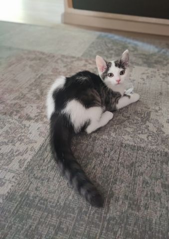 Kitten sucht ein neues Zuhause.