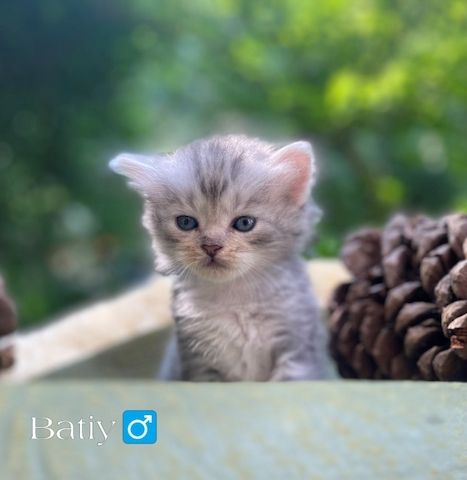 🐾 Zertifizierte Zucht "Amur Han" – Sibirische Katzen mit Herz & Verstand