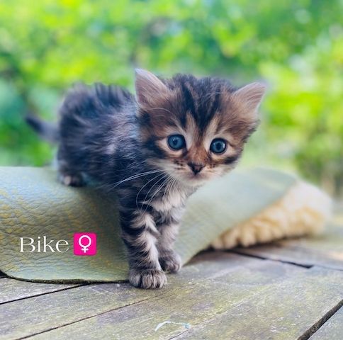 🐾 Zertifizierte Zucht "Amur Han" – Sibirische Katzen mit Herz & Verstand