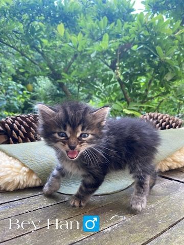 🐾 Zertifizierte Zucht "Amur Han" – Sibirische Katzen mit Herz & Verstand