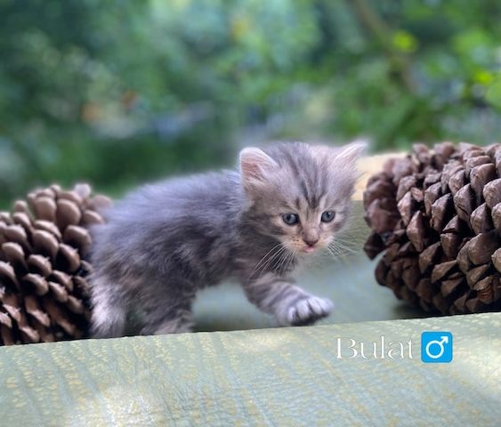 🐾 Zertifizierte Zucht "Amur Han" – Sibirische Katzen mit Herz & Verstand