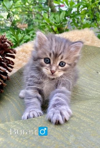 🐾 Zertifizierte Zucht "Amur Han" – Sibirische Katzen mit Herz & Verstand