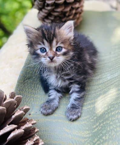 🐾 Zertifizierte Zucht "Amur Han" – Sibirische Katzen mit Herz & Verstand