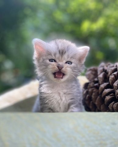 🐾 Zertifizierte Zucht "Amur Han" – Sibirische Katzen mit Herz & Verstand