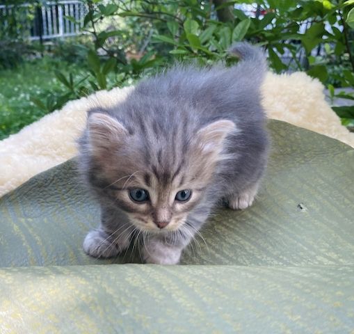 🐾 Zertifizierte Zucht "Amur Han" – Sibirische Katzen mit Herz & Verstand