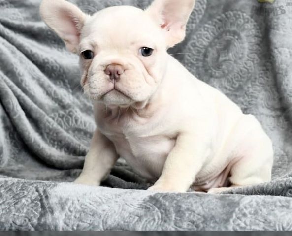 Weiße französische Bulldoggenwelpen bereit