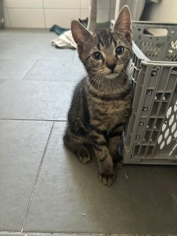 Kaufe 1 jung Kater