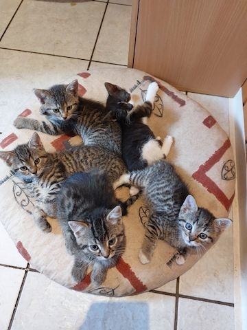 Mischlingskitten
