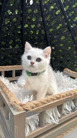 Reinrassige BKH Kitten