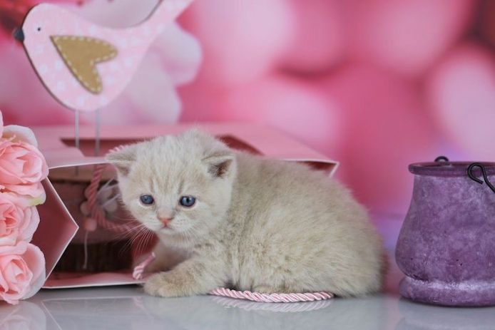 Reinrassige BKH Kitten