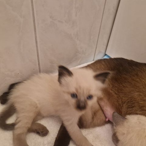 Siamkitten reinrassig