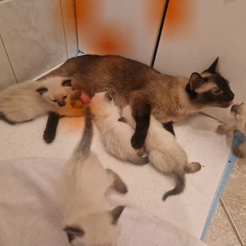 Siamkitten reinrassig