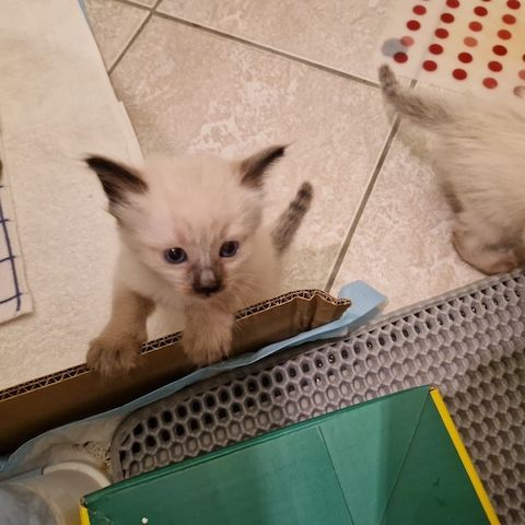Siamkitten reinrassig