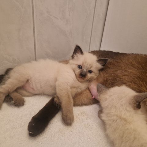 Siamkitten reinrassig