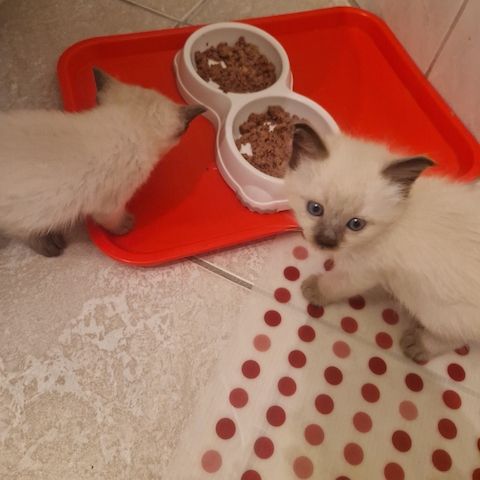 Siamkitten reinrassig