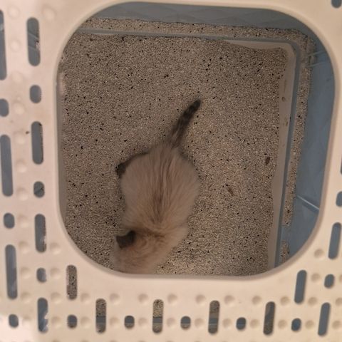 Siamkitten reinrassig