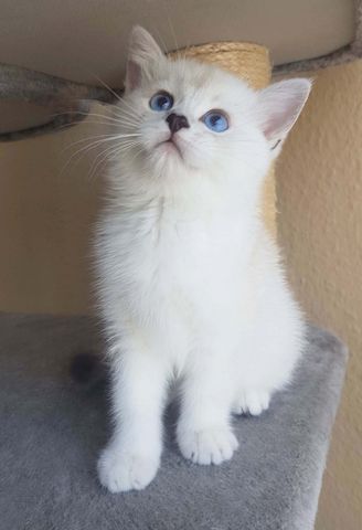 sehr süße verschmuste BKH, Britisch Kurzhaar Kitten