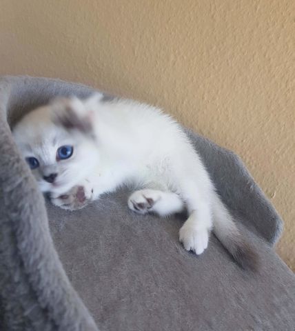 sehr süße verschmuste BKH, Britisch Kurzhaar Kitten