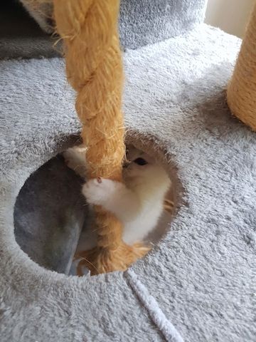 sehr süße verschmuste BKH, Britisch Kurzhaar Kitten