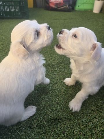 Bichon maltez