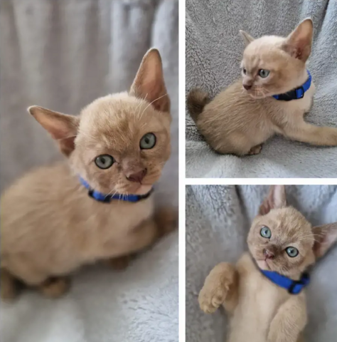 Katzen Burma Kitten