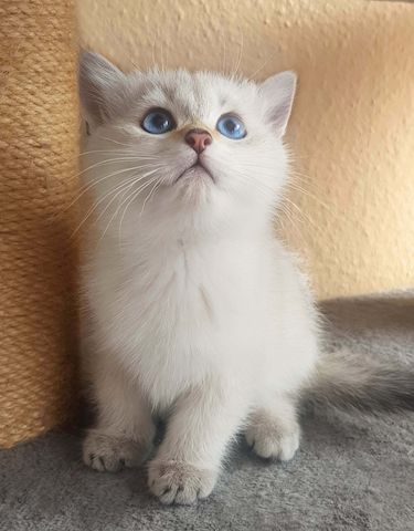 sehr süße verschmuste BKH, Britisch Kurzhaar Kitten