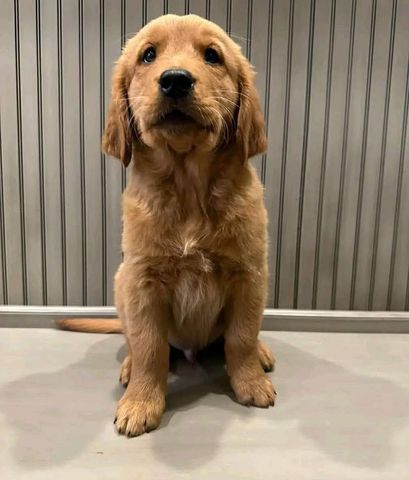 Labrador Retriever Welpen abzugeben.