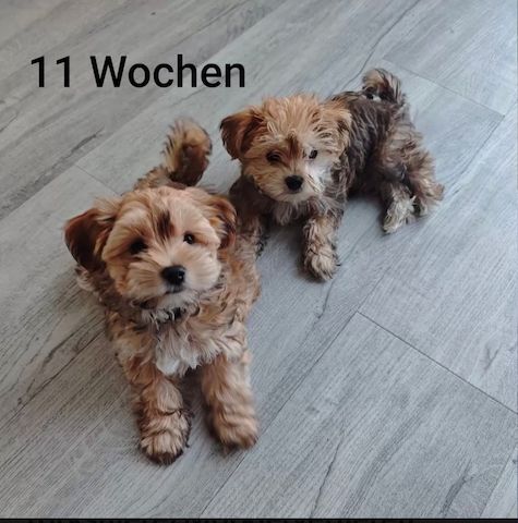 Morkie-Welpen