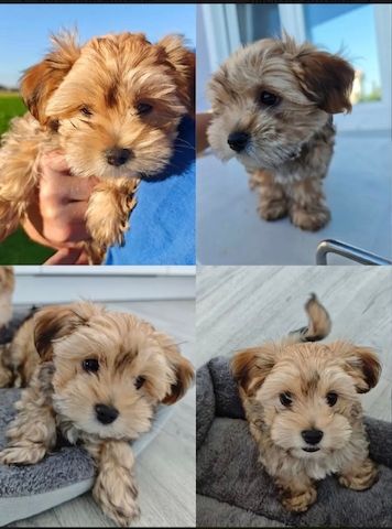 Morkie-Welpen