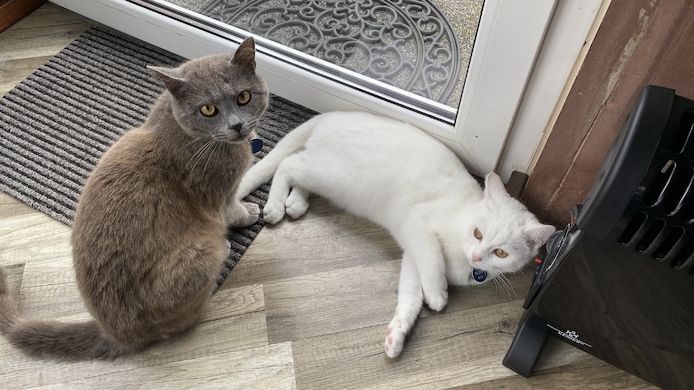 Eine 18. Monate junge weiße Katze Maine Coon Khao Manee Einzigartiger Mix 300 VB