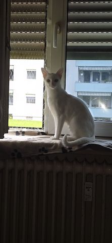 Junges süßes Kätzchen