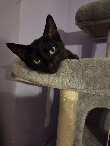 Katzenbaby suchen neues Zuhause