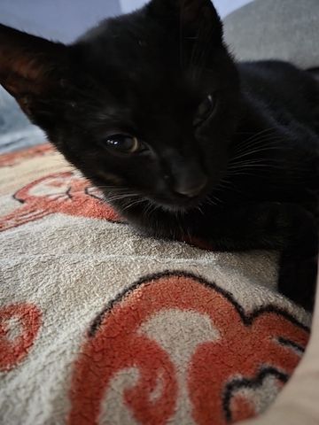 Katzenbaby suchen neues Zuhause