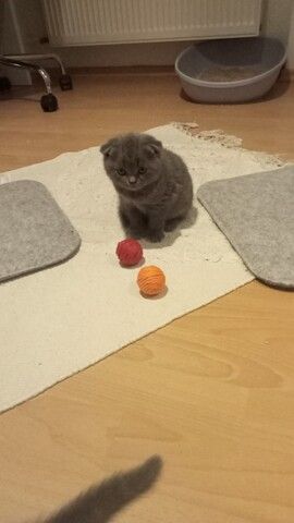 BKH  Kitten