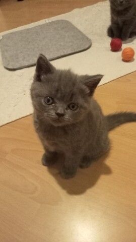 BKH  Kitten