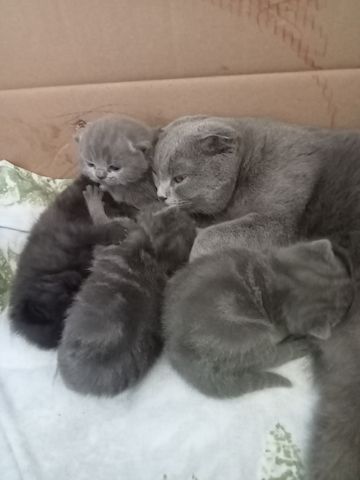 BKH  Kitten