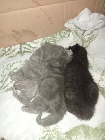 BKH  Kitten