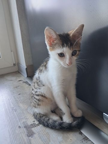 Bengal-Mix-Kitten