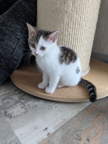 Bengal-Mix-Kitten