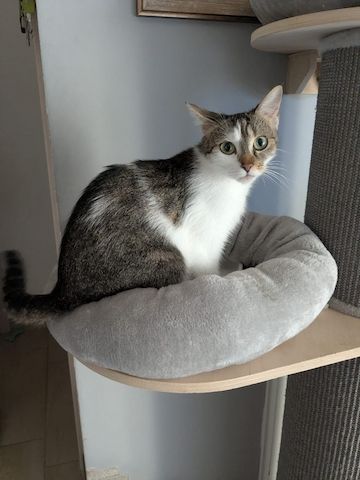 Bengal-Mix-Kitten
