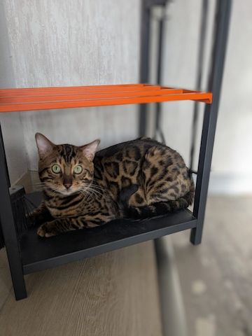 Bengal-Mix-Kitten