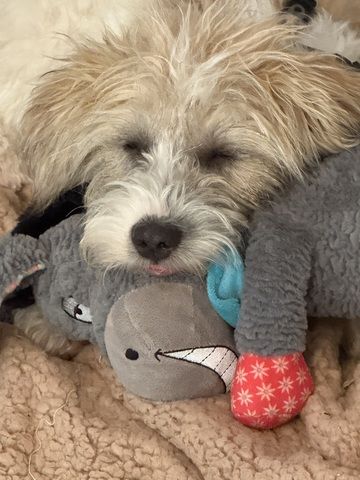 Kuschelmaus sucht ein Zuhause