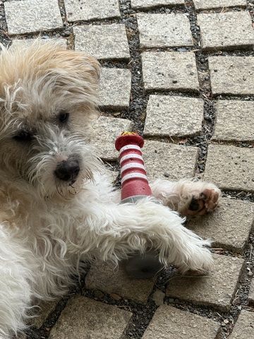 Kuschelmaus sucht ein Zuhause