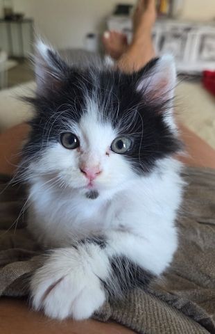 Kitten zu verkaufen