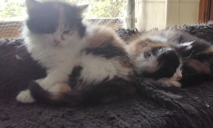 Kitten zu verkaufen