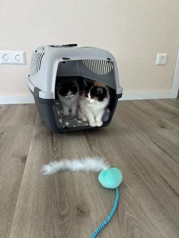 Kitten zu verkaufen