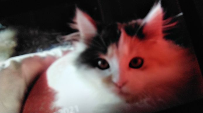 Kitten zu verkaufen